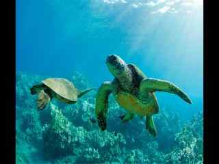 夏威夷海底海龟风景高清图片桌面壁纸