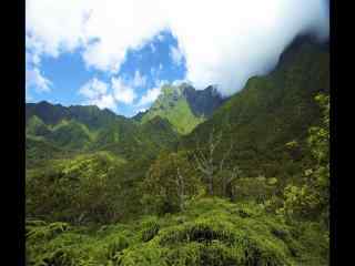 夏威夷蓝天绿林风景高清图片桌面壁纸