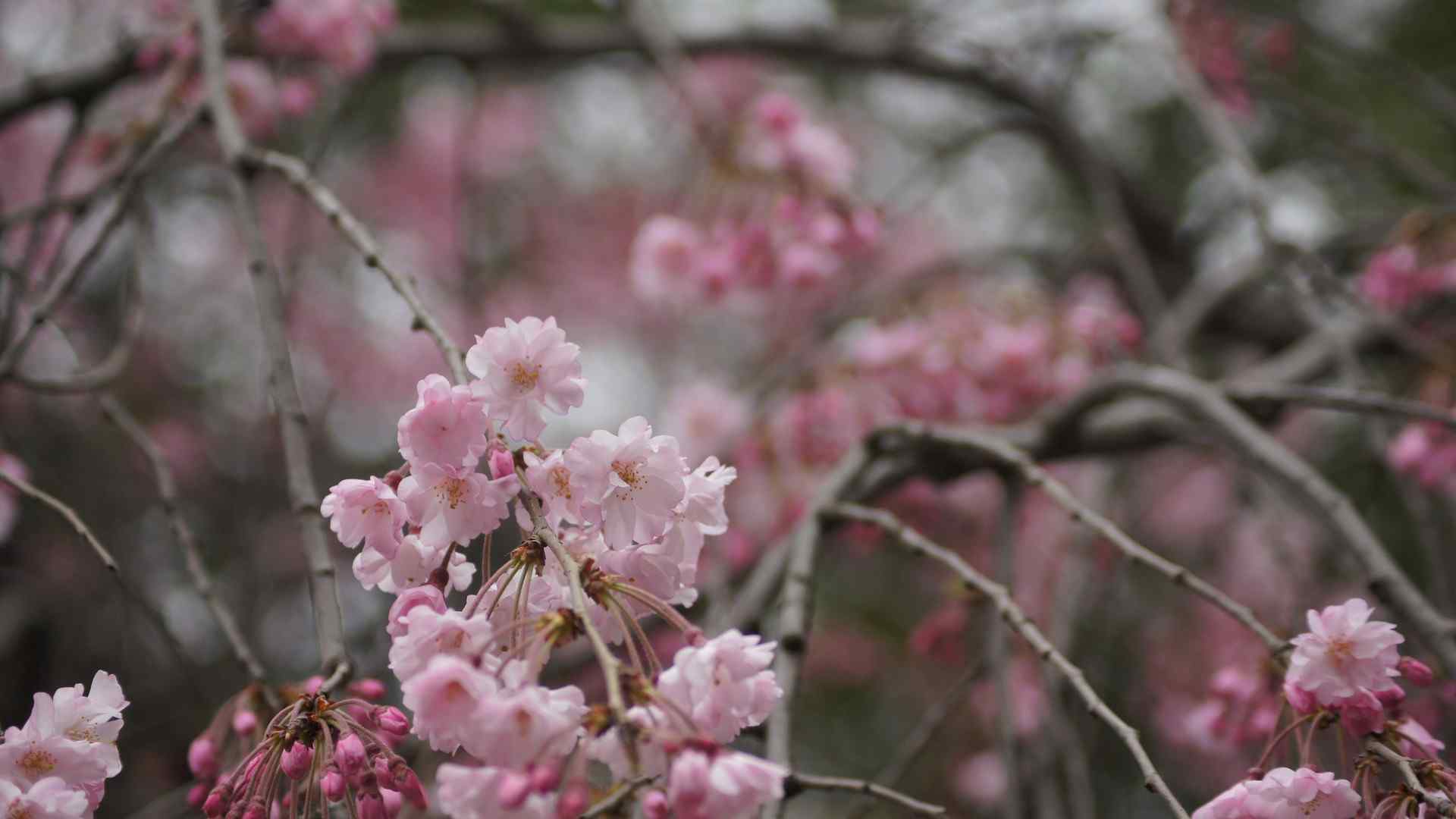 樱花盛开的季节桌面壁纸 第三辑