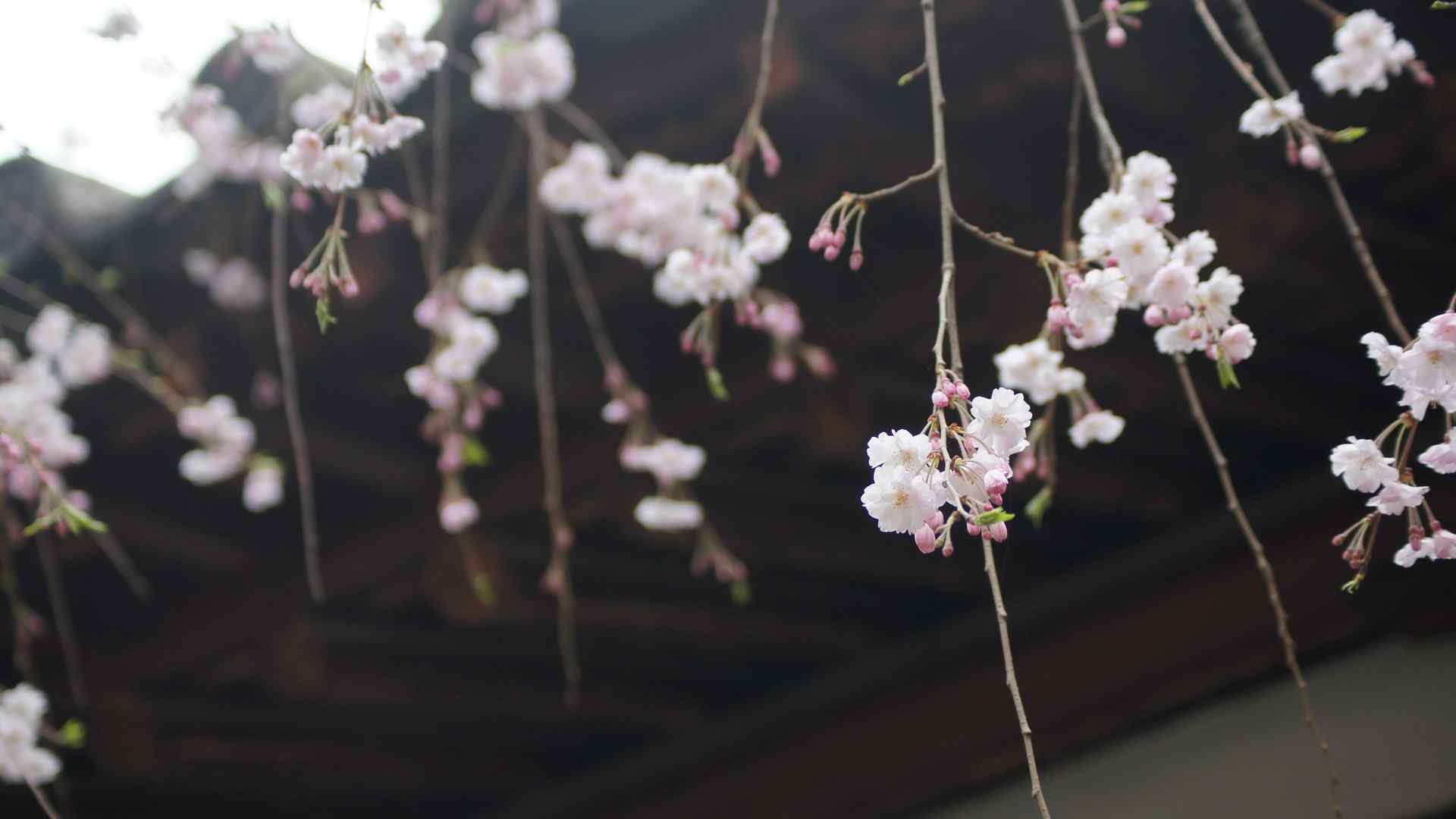 樱花盛开的季节桌面壁纸 第九辑