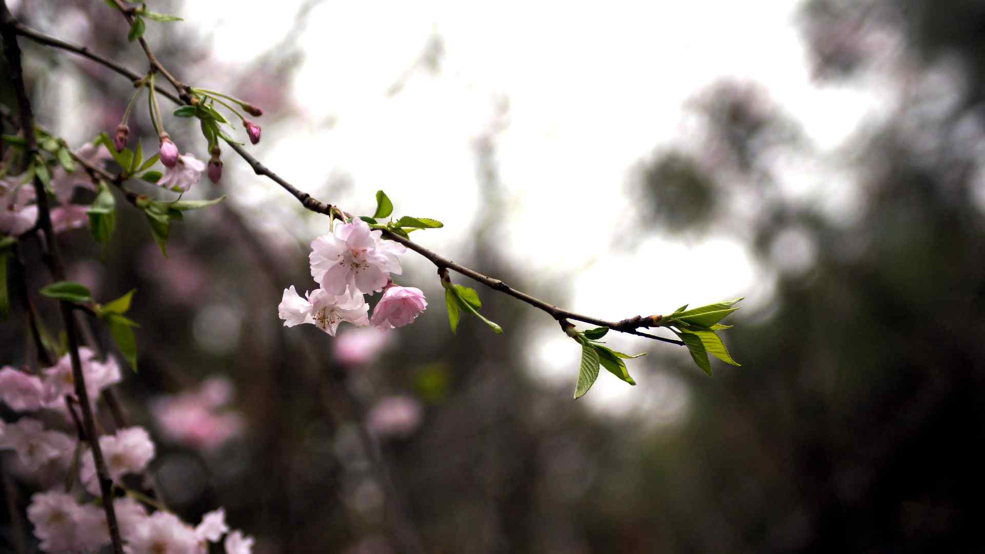 樱花盛开的季节桌面壁纸 第一辑