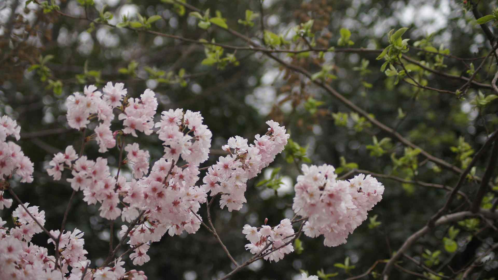 樱花盛开的季节桌面壁纸 第十辑