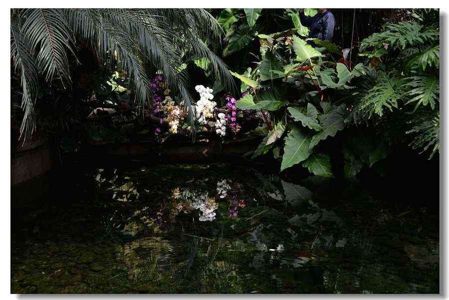 热带雨林绿色植物风景图片桌面壁纸第一辑
