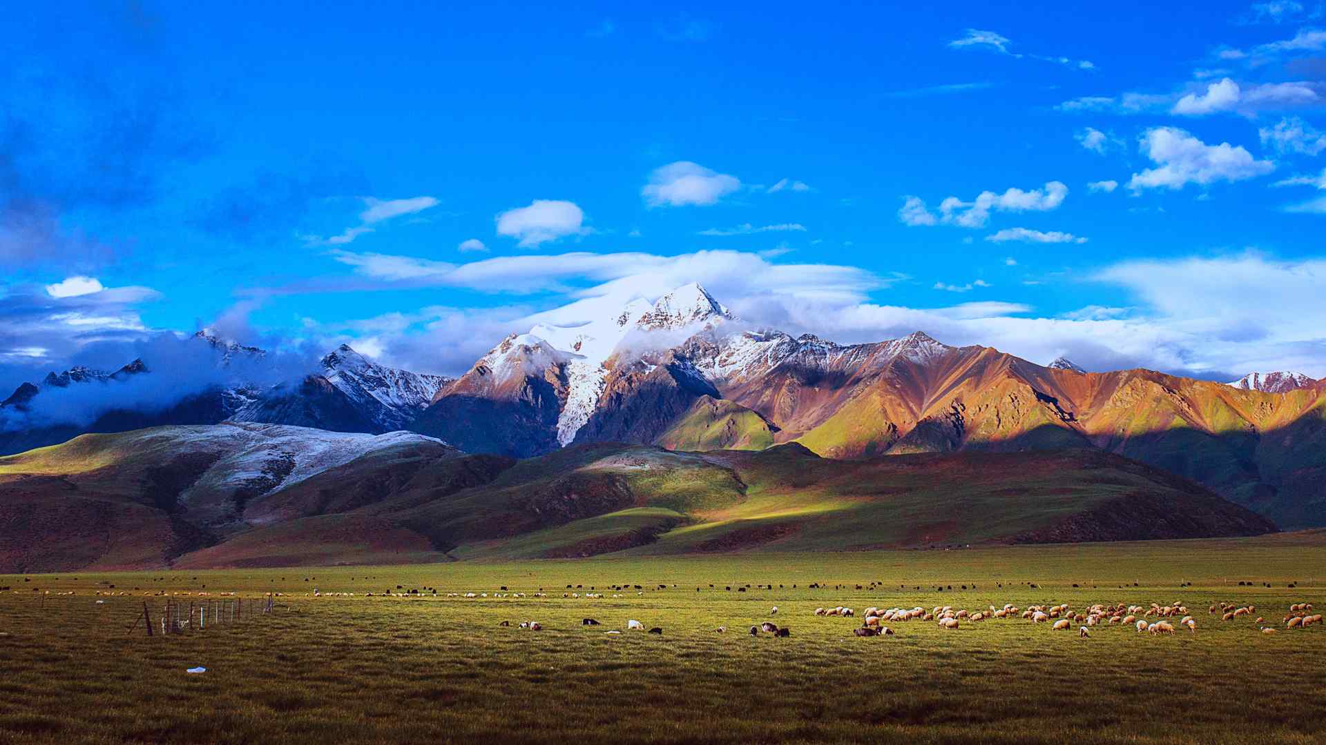 西藏羊八井草原天空羊群绝美风景桌面壁纸