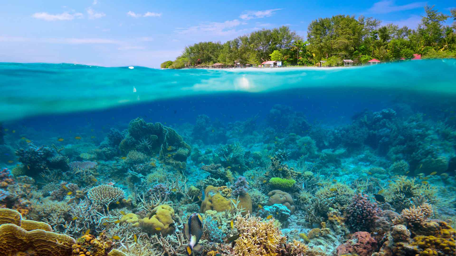 清透静谧的海底珊瑚景色图片高清电脑壁纸 第二辑