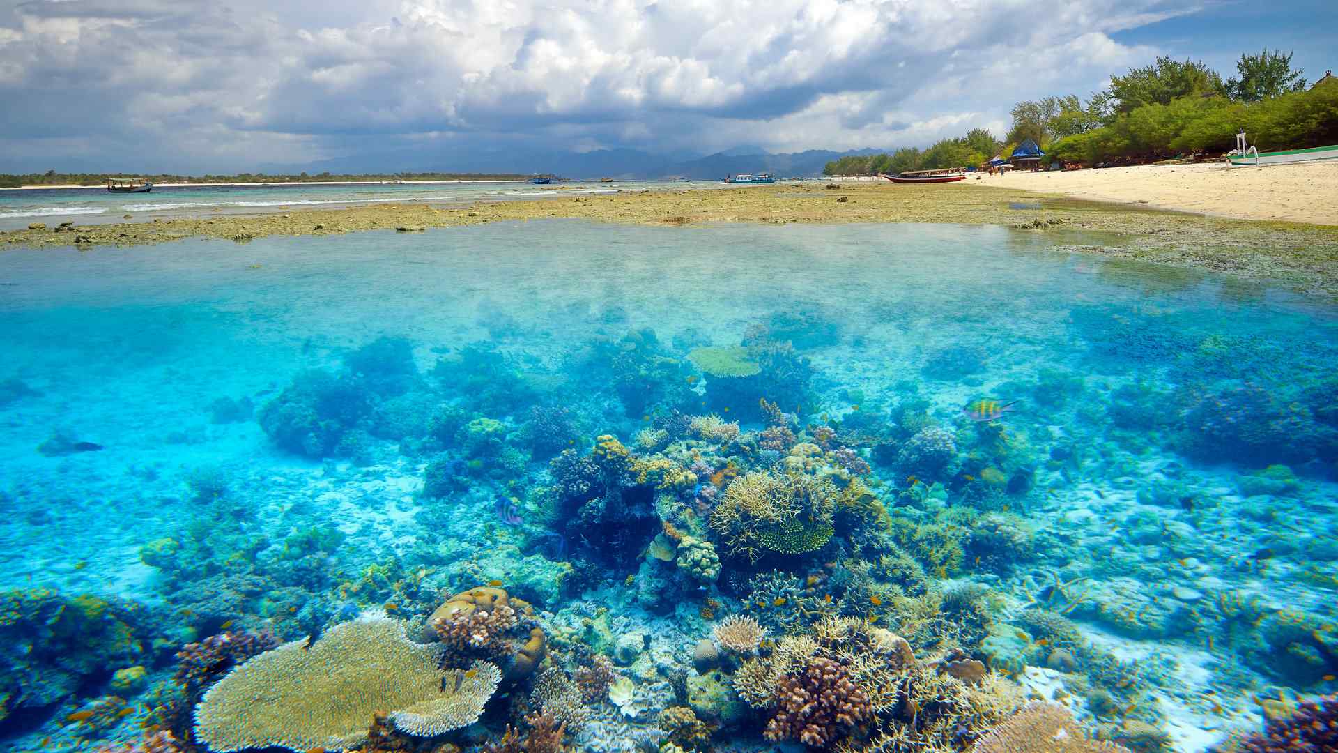 清透静谧的海底珊瑚景色图片高清电脑壁纸 第一辑