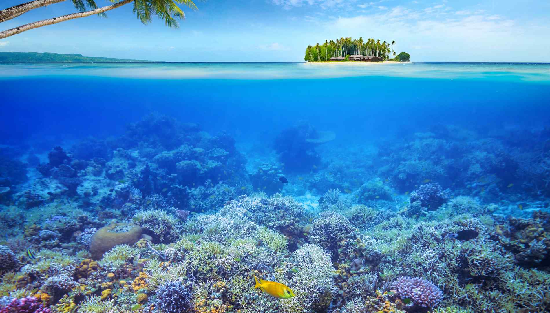 清透静谧的海底珊瑚景色图片高清电脑壁纸 第二辑