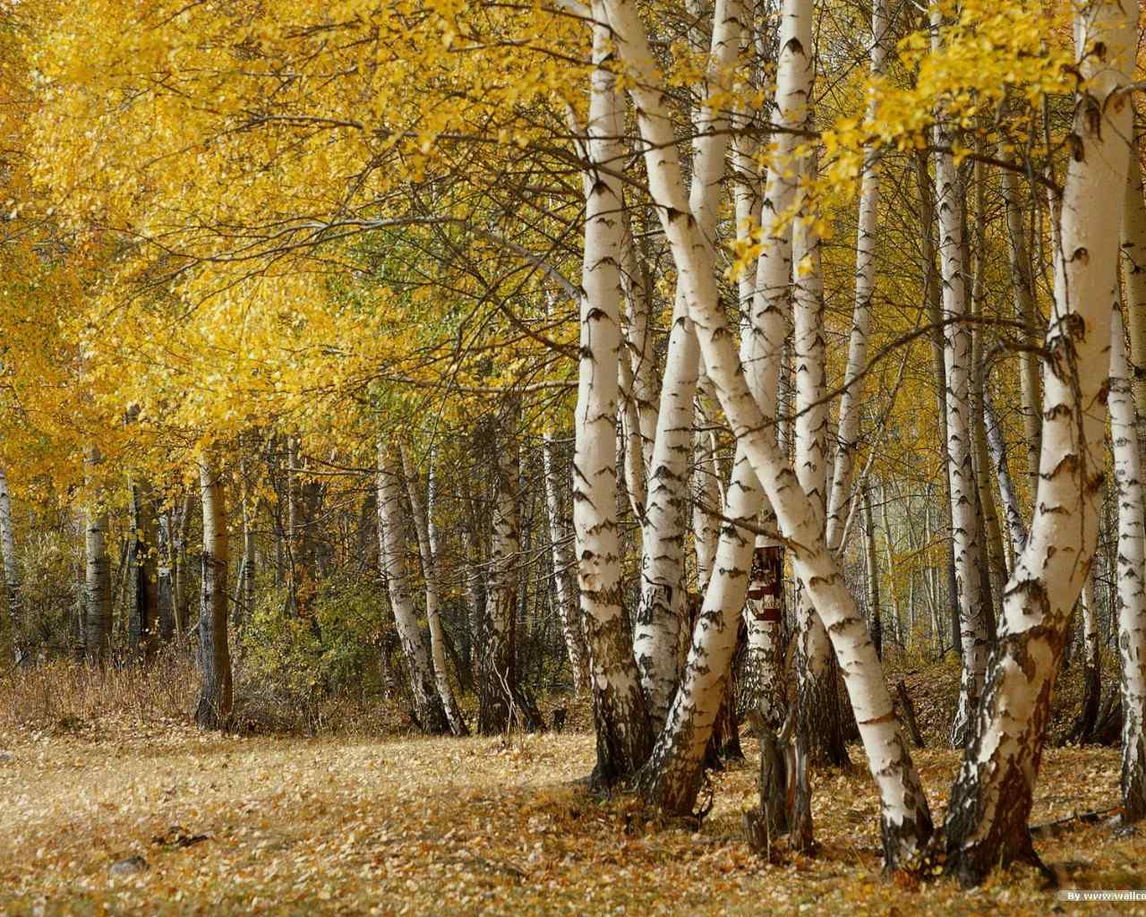 秋天树林景色图片高清电脑壁纸