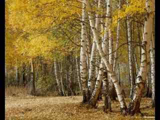 秋天树林景色图片高清电脑壁纸