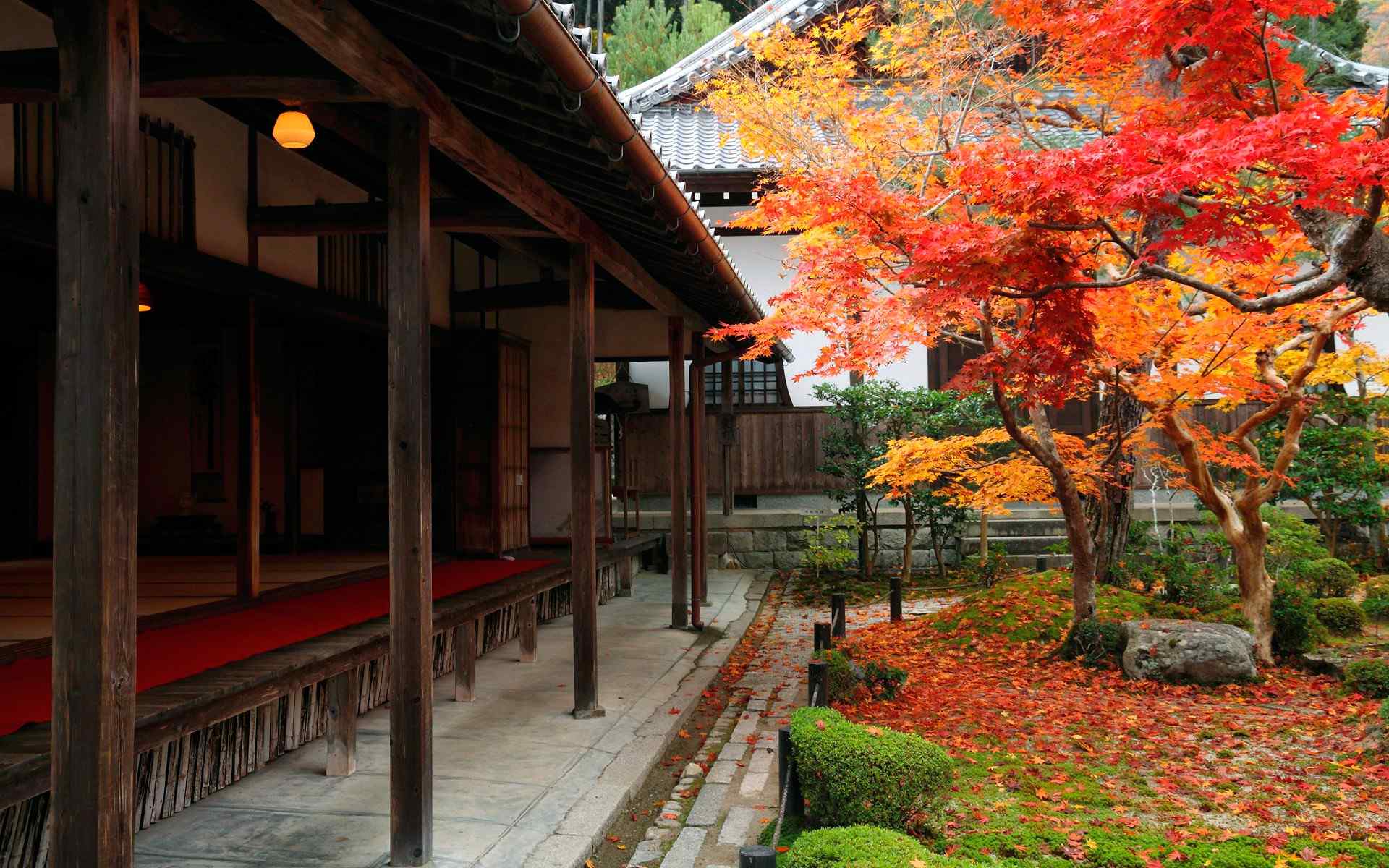 日本红枫-花园里的优雅绅士 品种 彩叶 猎奇-绿宝园林网