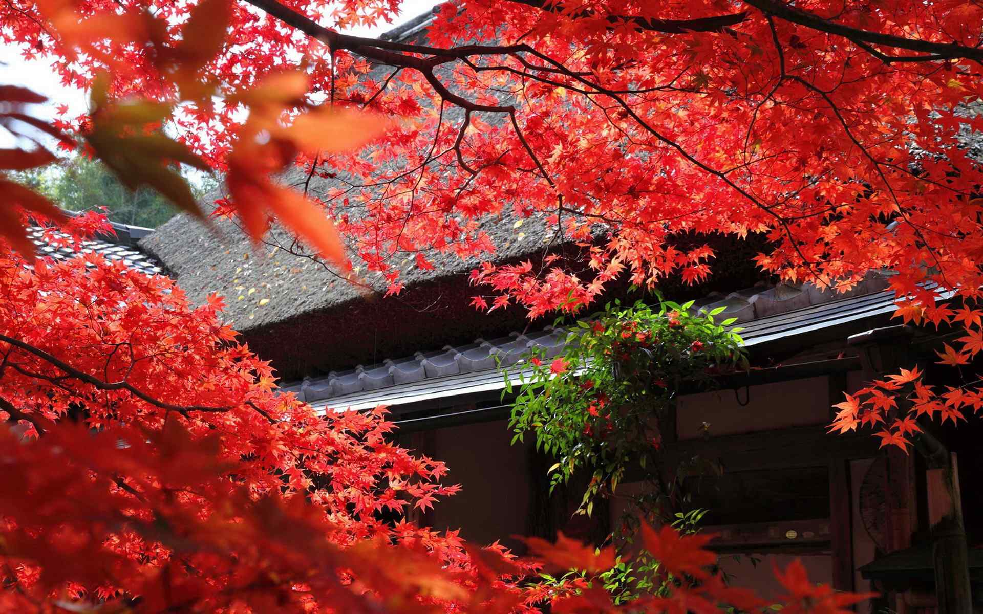 日本庭院观秋火红枫叶摄影电脑壁纸图片大全（一）