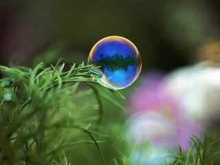 绿草间晶莹的泡泡
