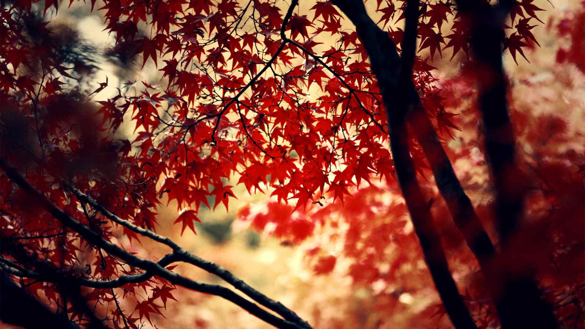 秋天红枫高清风景电脑桌面壁纸第三辑