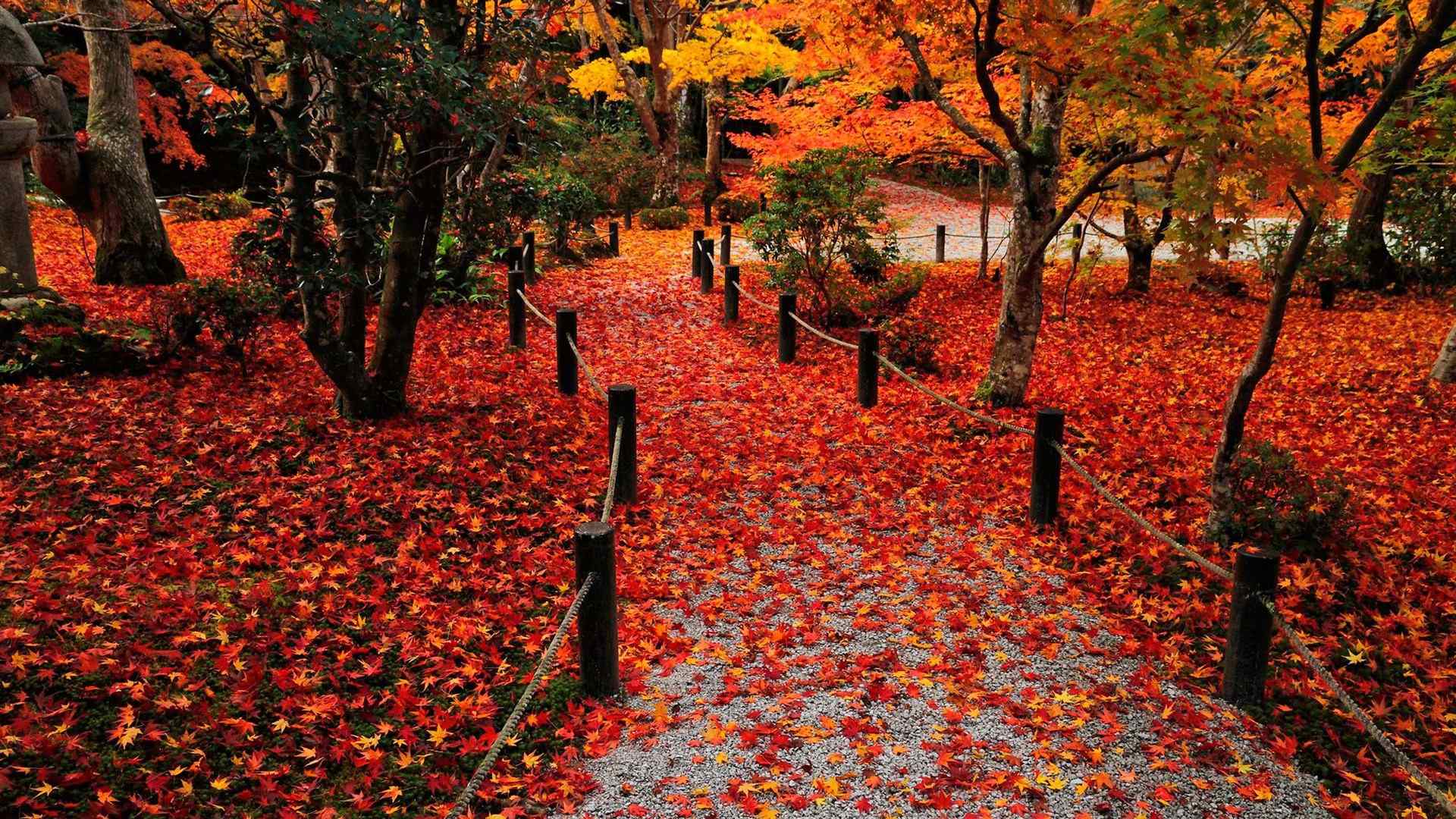 秋天红枫高清风景电脑桌面壁纸第一辑