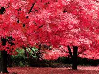 秋天红枫高清风景电脑桌面壁纸第一辑