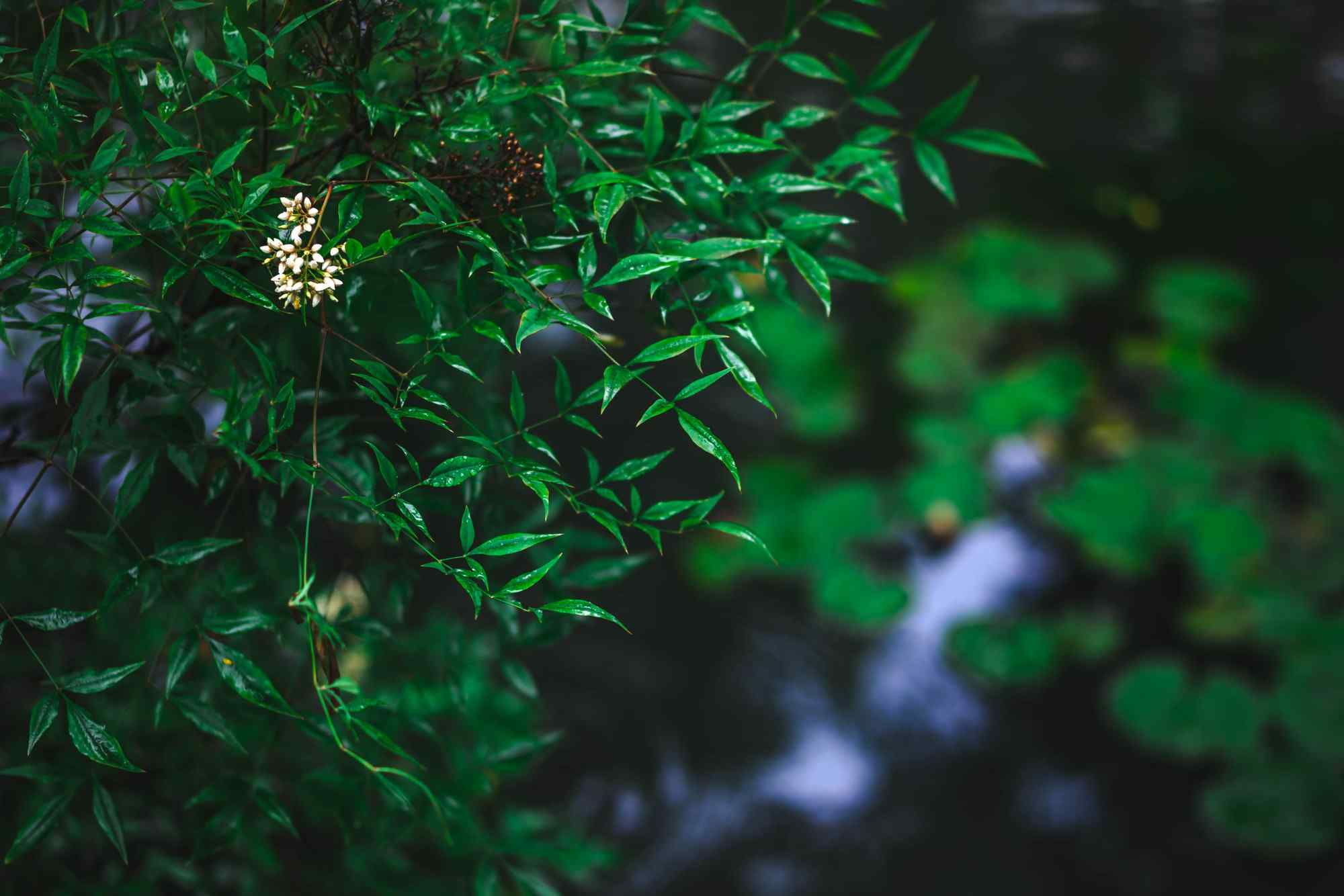 苏州拙政园绿色清新植物摄影风景壁纸