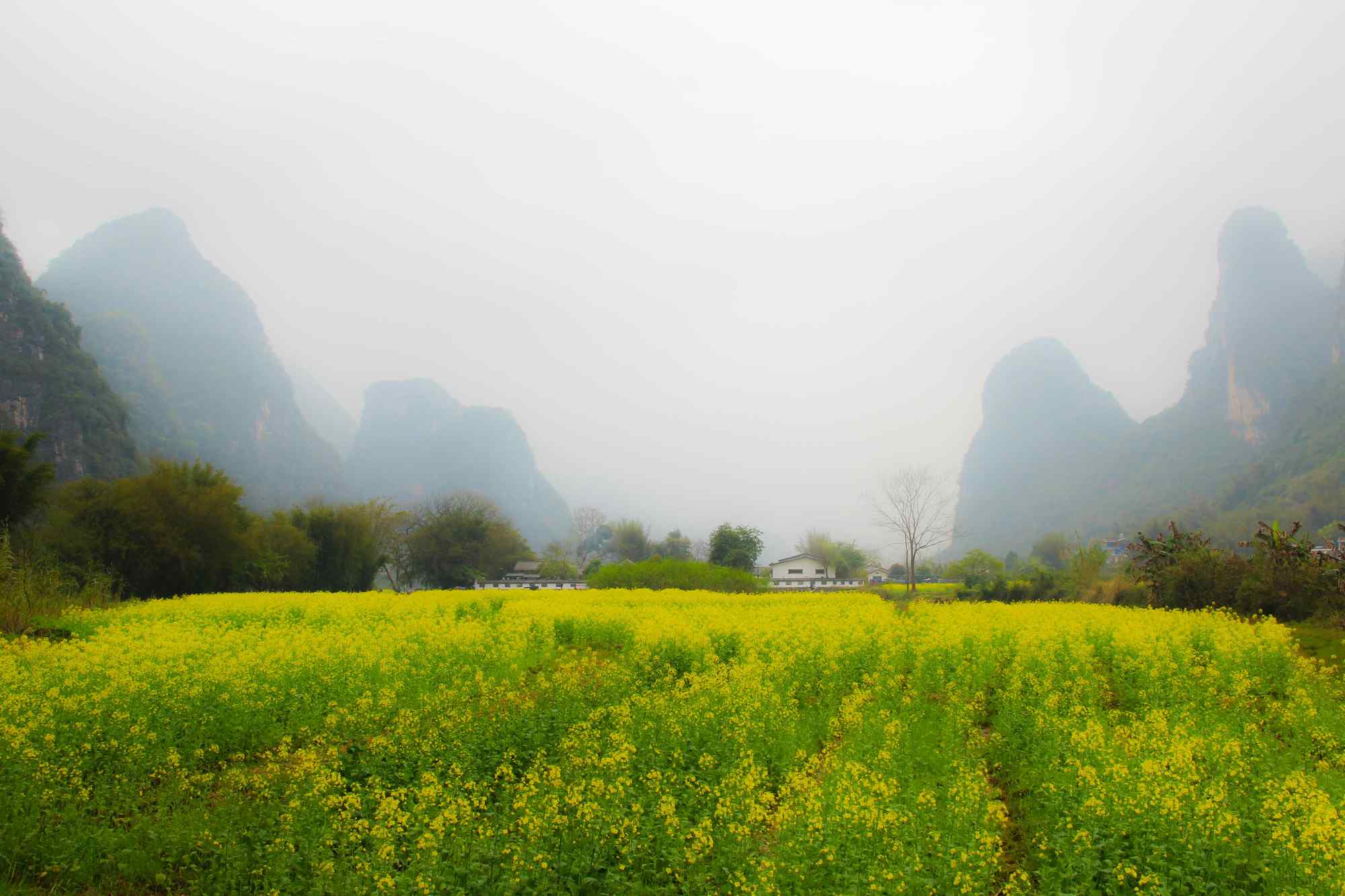 绿色小清新桂林田园风景壁纸