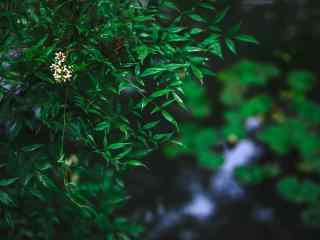 苏州拙政园绿色清新植物摄影风景壁纸