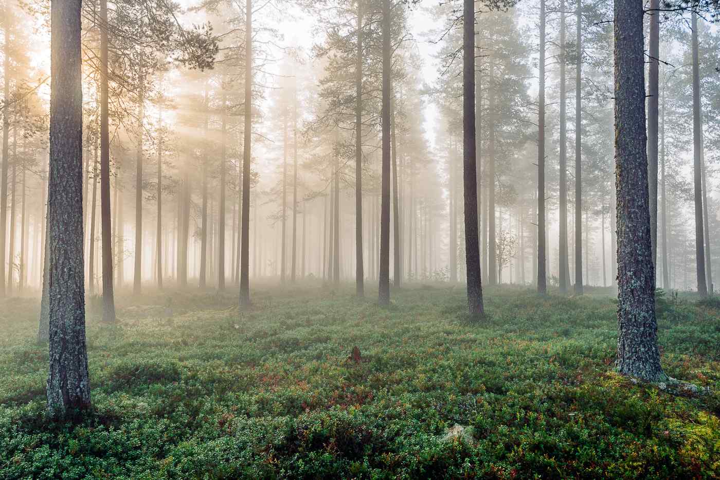 阳光穿过晨雾笼罩的芬兰树林桌面壁纸