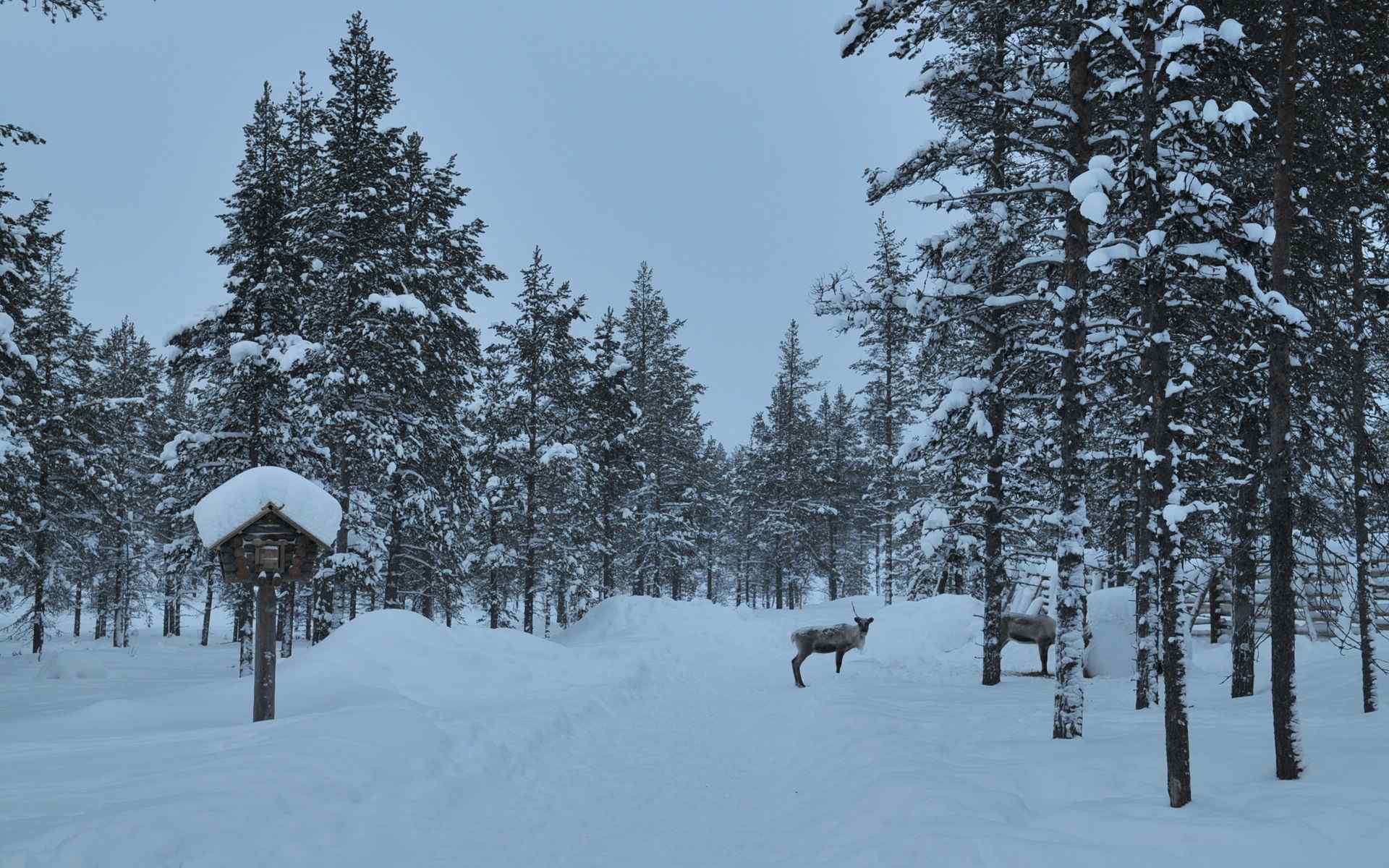 芬兰林中雪景动物自然风景桌面壁纸