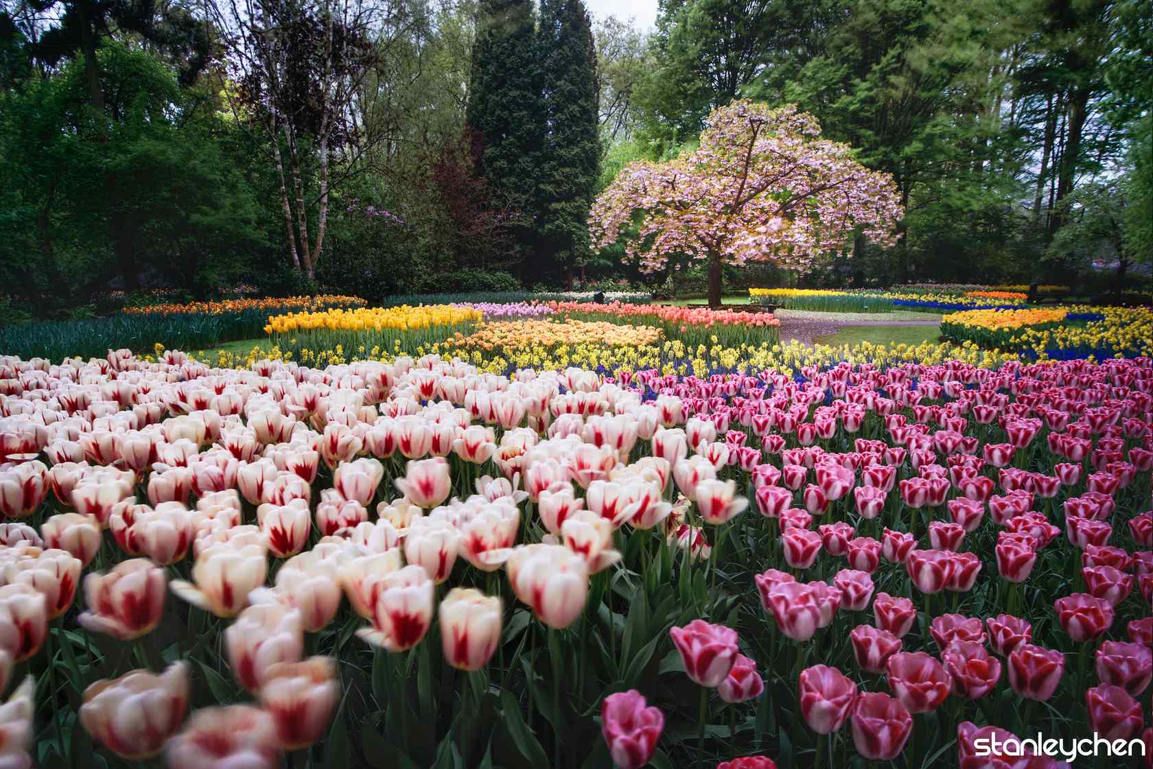 荷兰郁金香公园美丽风景桌面壁纸