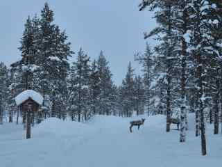 芬兰林中雪景动物
