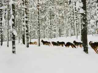 芬兰山林雪景桌面壁纸