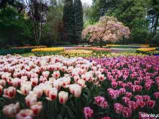 荷兰郁金香公园美丽风景桌面壁纸