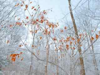 长白山唯美的雪中树木桌面壁纸