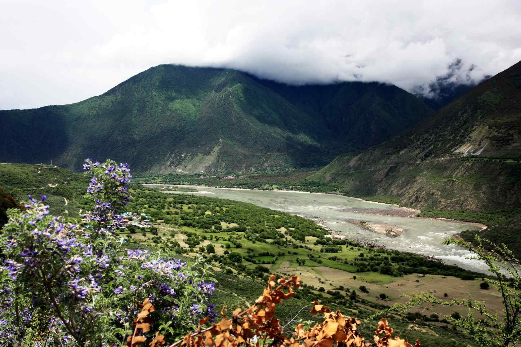 雅鲁藏布江沿岸花开风景图片壁纸