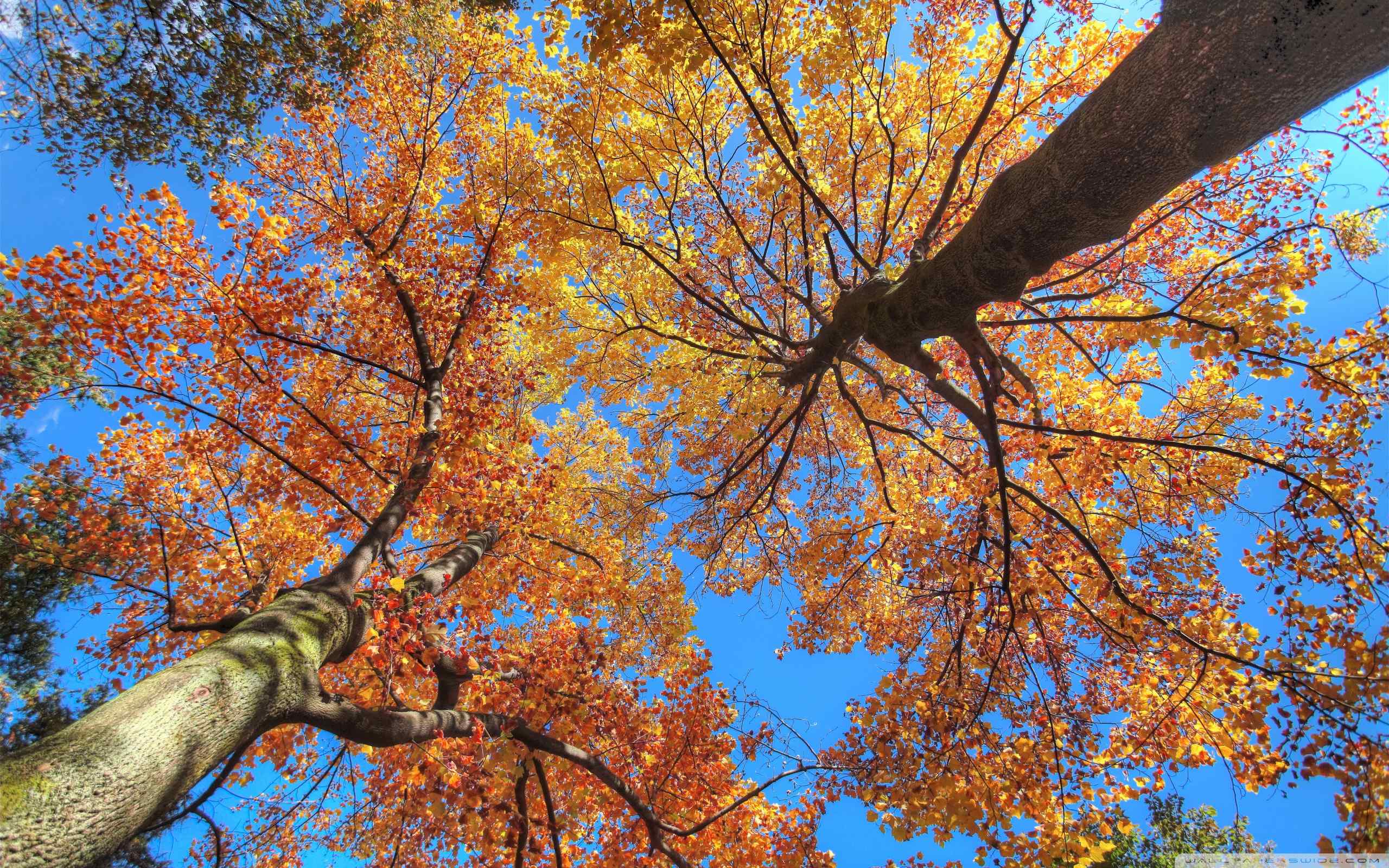 秋天森林唯美景色高清电脑桌面壁纸