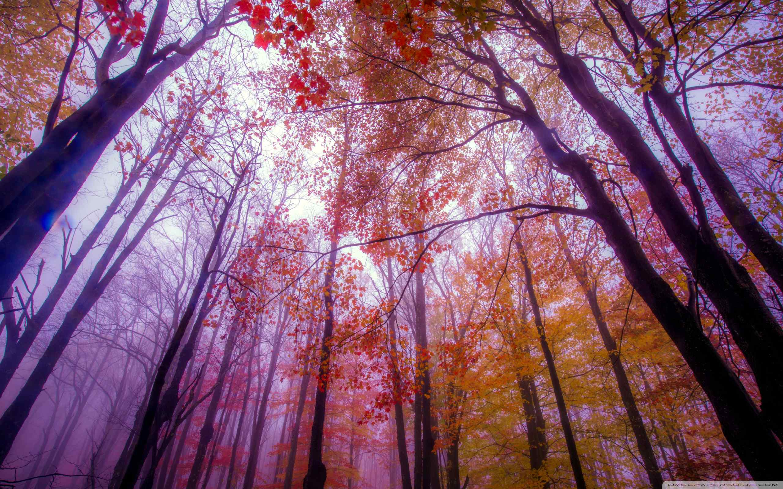 秋天森林唯美景色高清电脑桌面壁纸