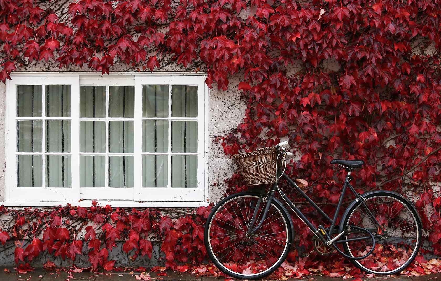 红色枫叶墙外的自行车桌面壁纸