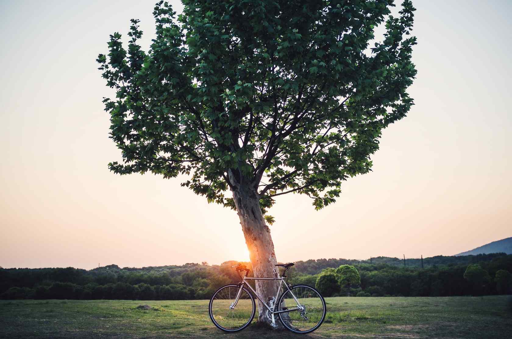 大树旁的单车桌面壁纸