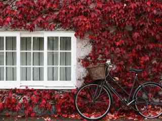 红色枫叶墙外的自行车桌面壁纸