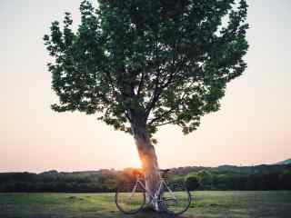 大树旁的单车桌面壁纸
