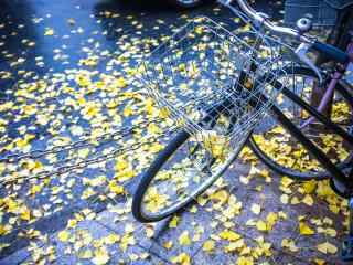 自行车和银杏落叶桌面壁纸