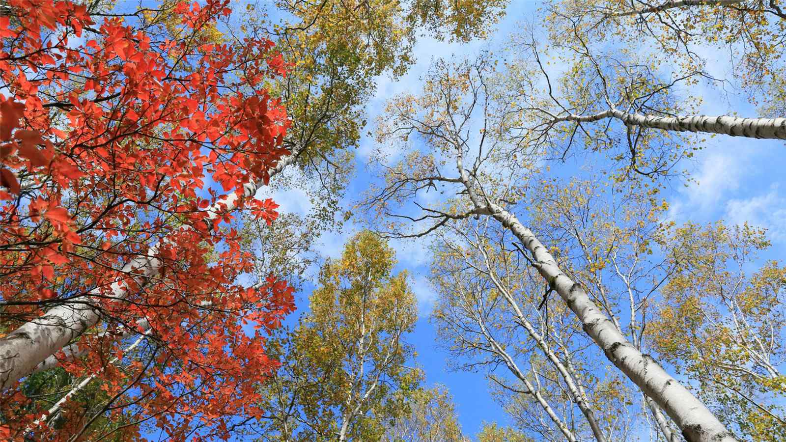 秋天唯美的银杏树风景图片桌面壁纸