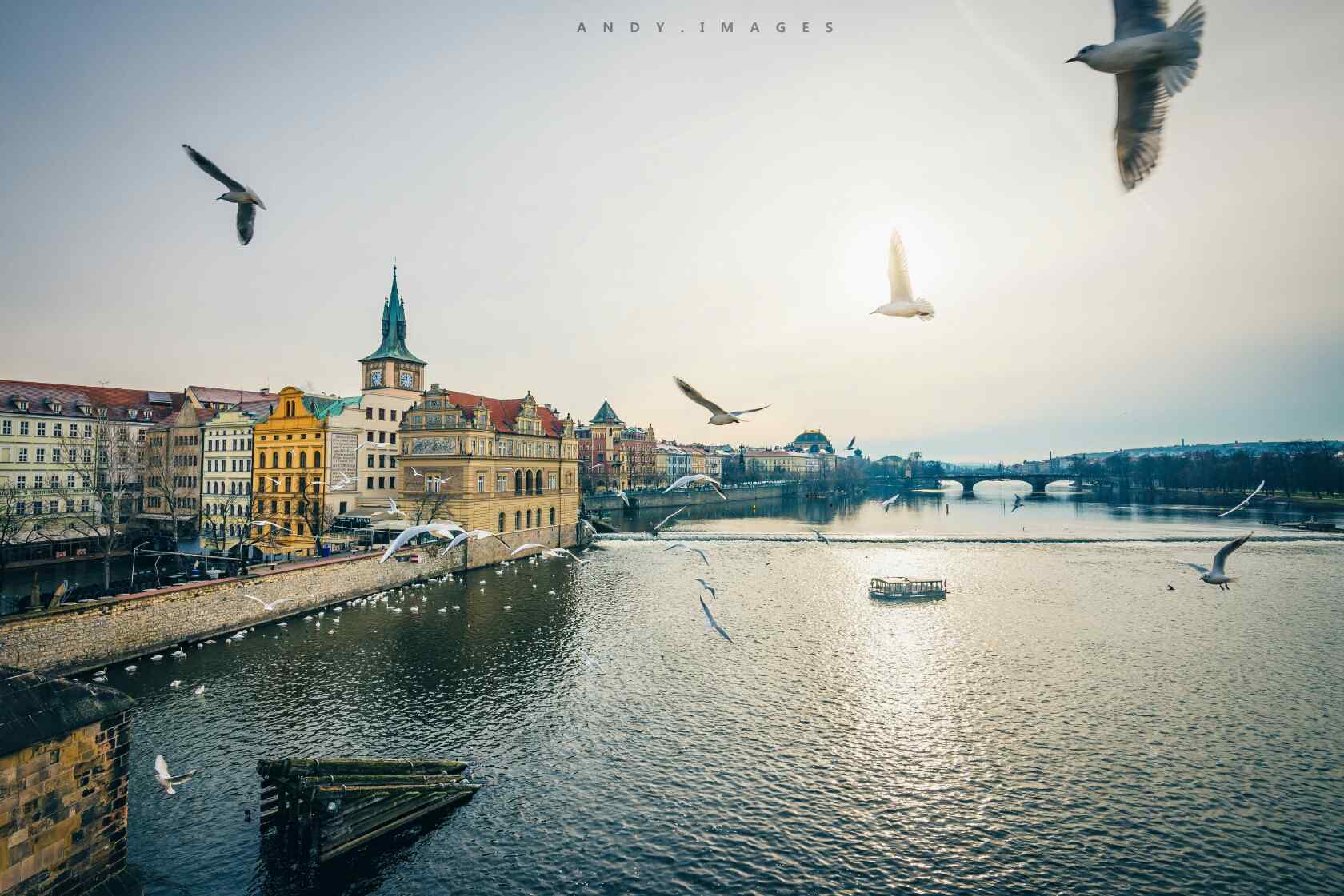 布拉格城市河畔海鸟风景桌面壁纸