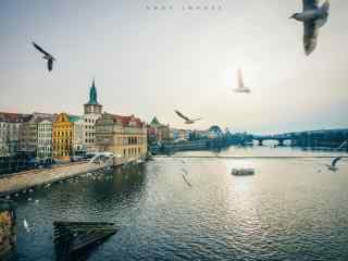 布拉格城市河畔海鸟风景桌面壁纸