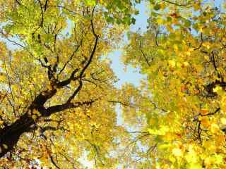 秋天唯美的银杏树风景图片桌面壁纸