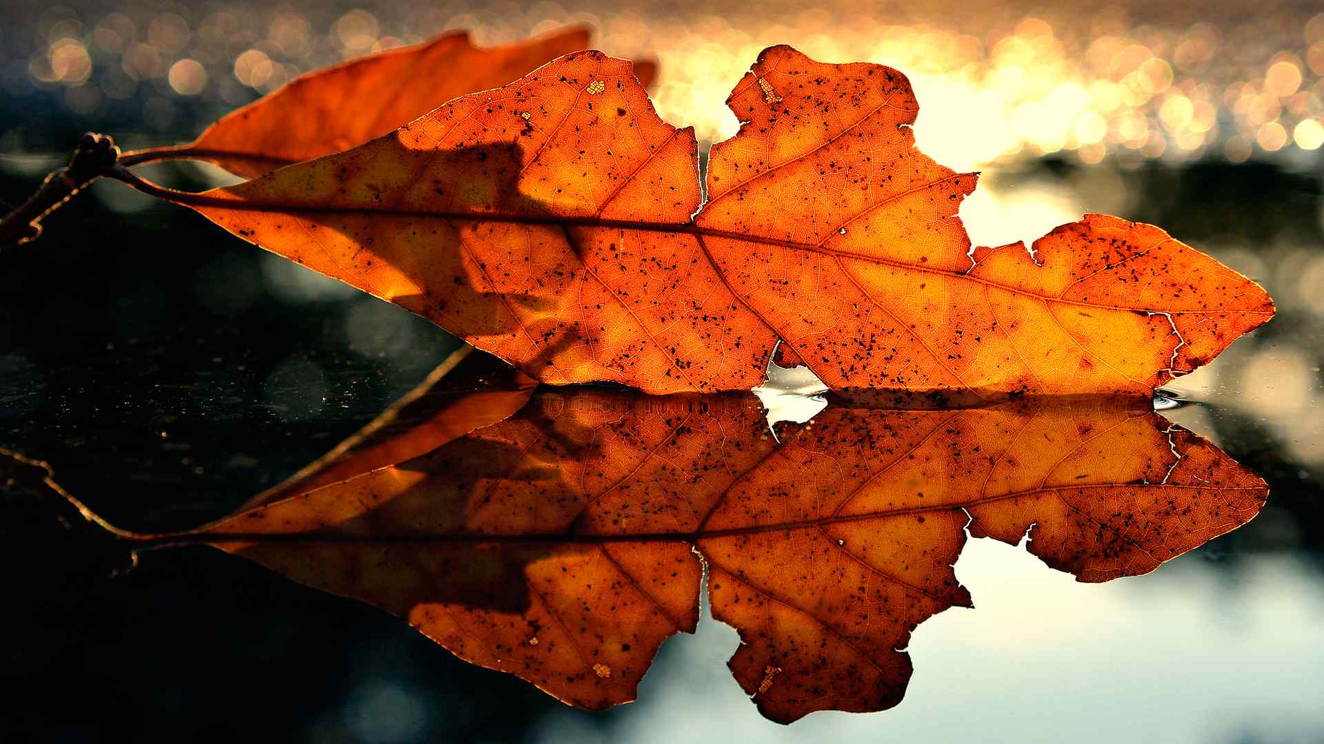 秋天唯美的树叶图片高清电脑桌面壁纸