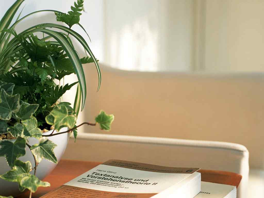 清新好看的室内植物静物摄影图片桌面壁纸