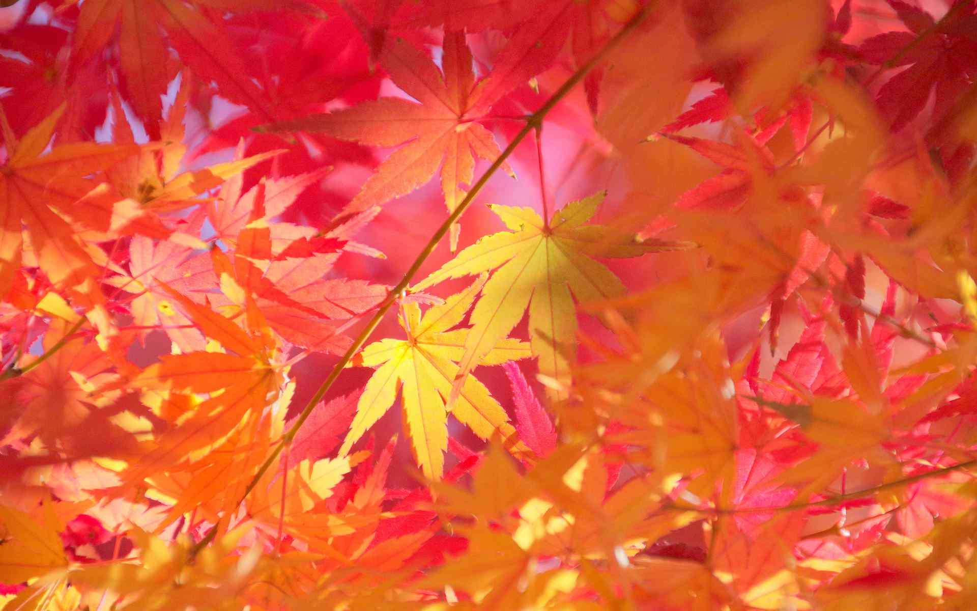 秋天唯美的树叶图片高清电脑桌面壁纸