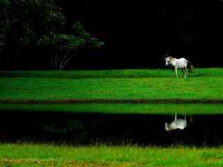 小吴哥湖边的白马绿色护眼自然风景壁纸图片