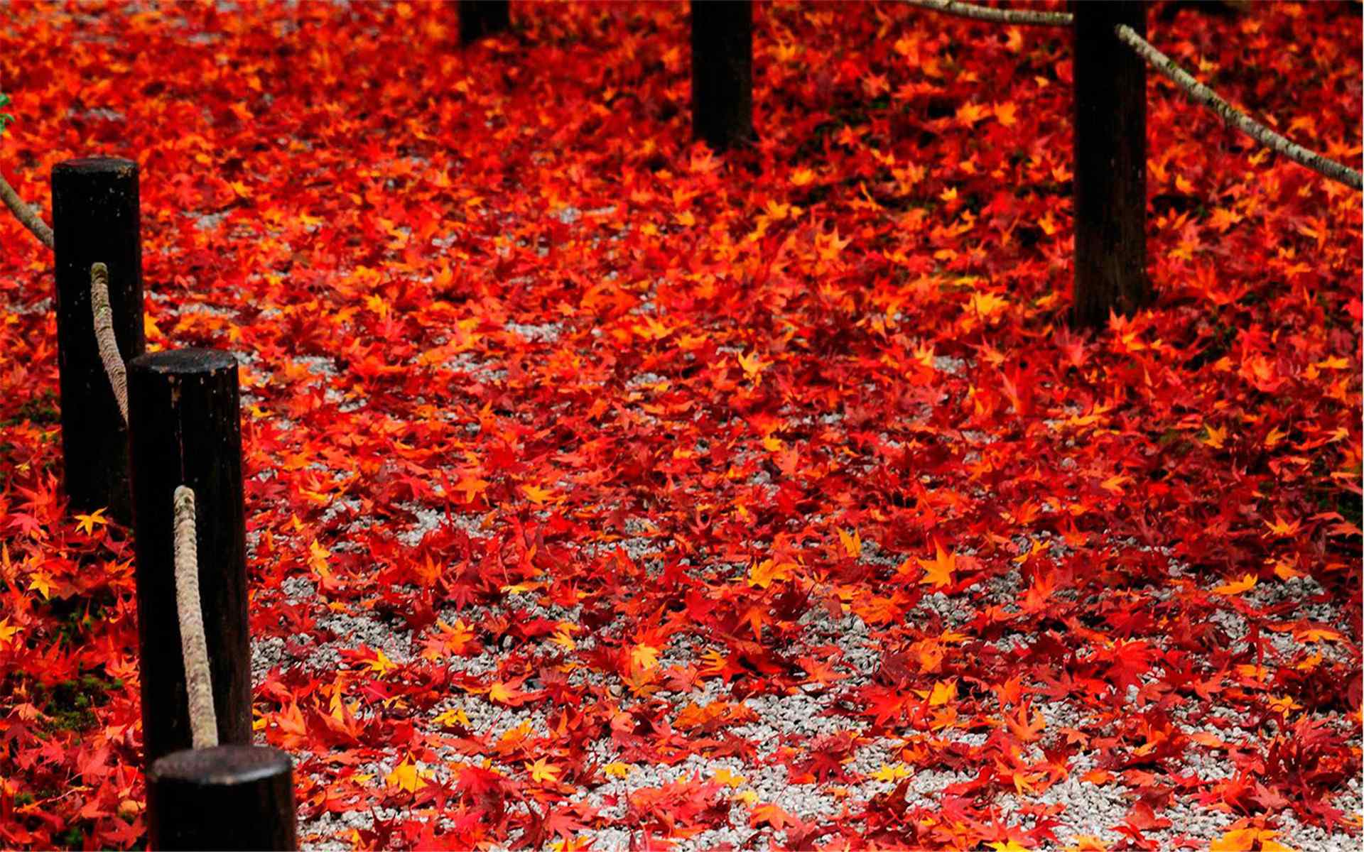 唯美秋天的风景枫叶图片桌面壁纸下载