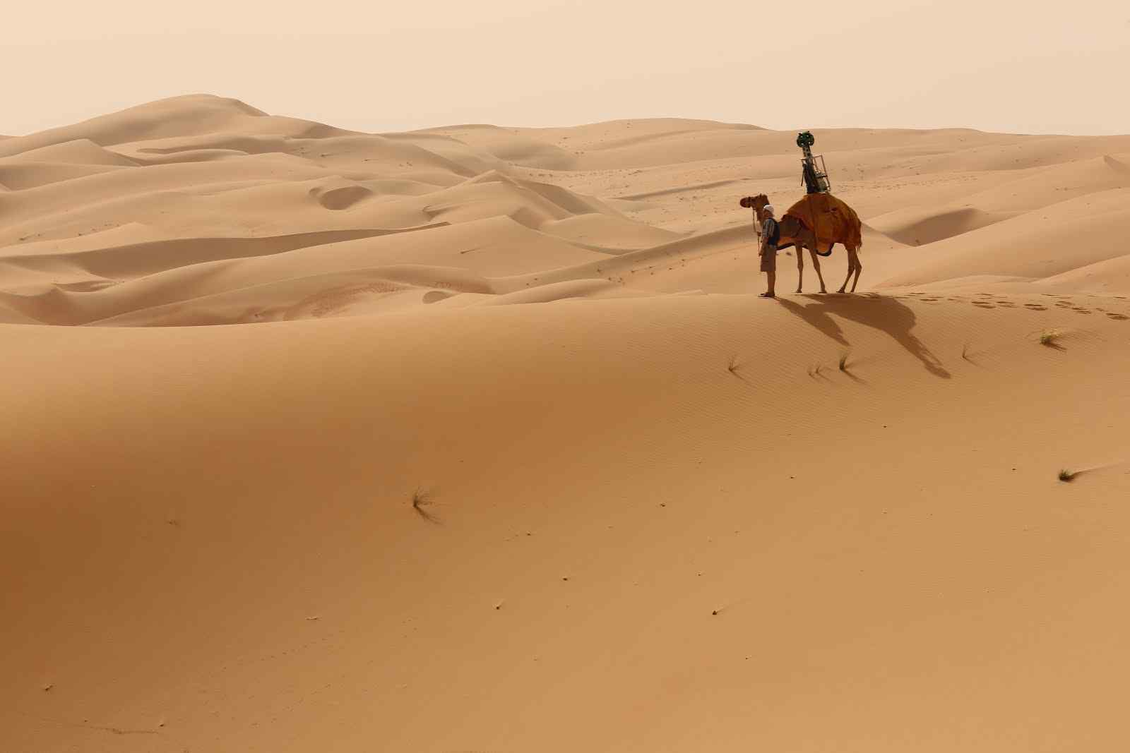 沙漠中的骆驼风景桌面壁纸