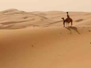 沙漠中的骆驼风景桌面壁纸