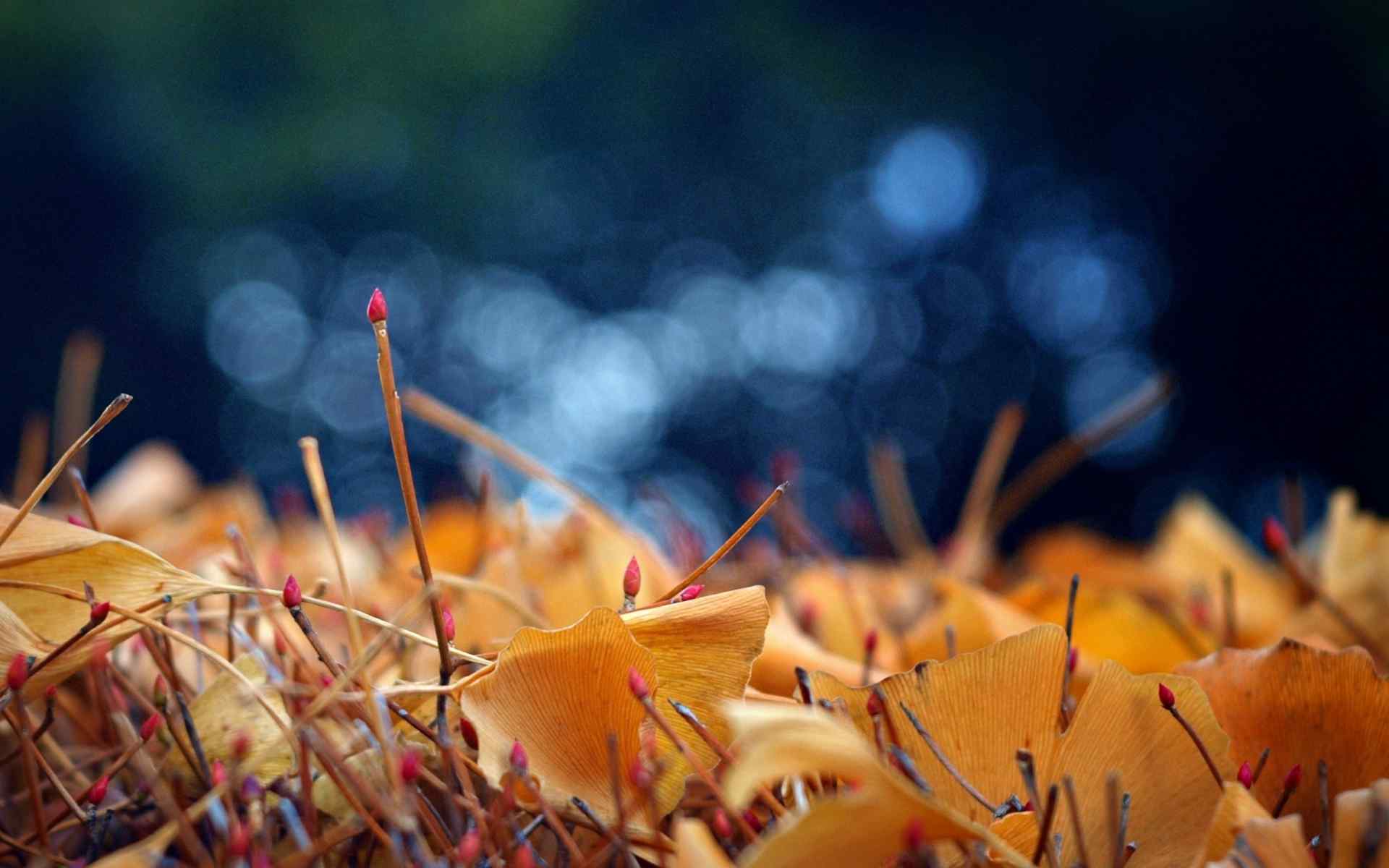 秋天飘落的枫叶唯美图片桌面壁纸