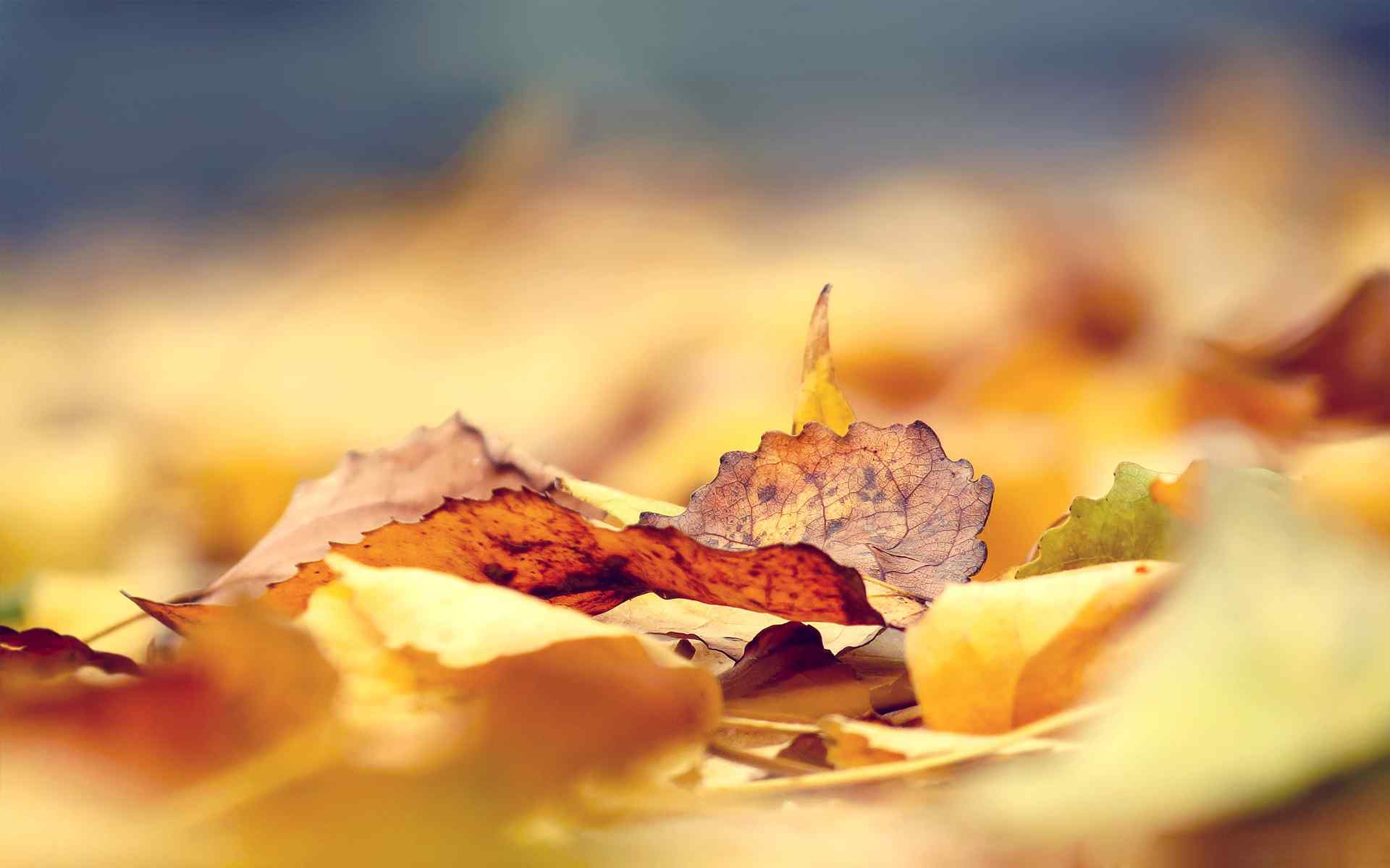 秋天飘落的枫叶唯美图片桌面壁纸